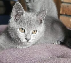 Chatons d'apparence Chartreux à vendre chez l'éleveur L ANGE BLEUTE