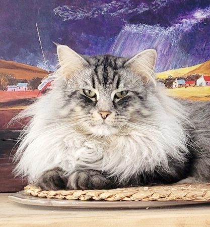 Image de la portée de chaton de l'élévage ARCHE DE L&rsquo;ESPOIR (EX DES YEUX D&rsquo;EMERAUDE)