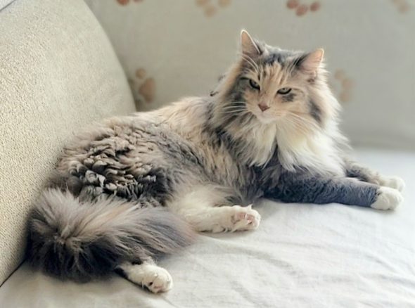 Image de la portée de chaton de l'élévage ARCHE DE L&rsquo;ESPOIR (EX DES YEUX D&rsquo;EMERAUDE)