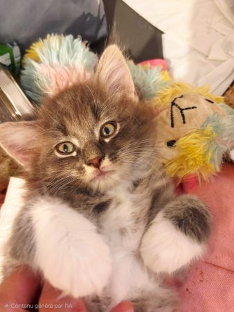 Image de la portée de chaton de l'élévage ARCHE DE L&rsquo;ESPOIR (EX DES YEUX D&rsquo;EMERAUDE)