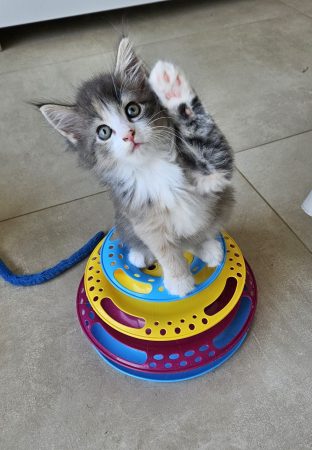 Image de la portée de chaton de l'élévage ARCHE DE L&rsquo;ESPOIR (EX DES YEUX D&rsquo;EMERAUDE)