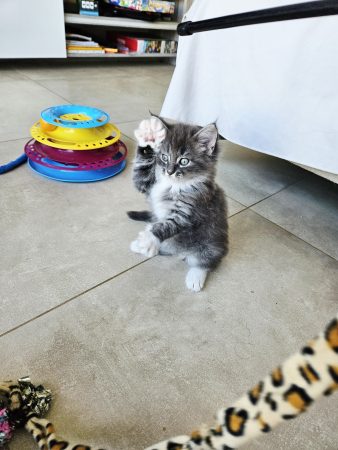 Image de la portée de chaton de l'élévage ARCHE DE L&rsquo;ESPOIR (EX DES YEUX D&rsquo;EMERAUDE)
