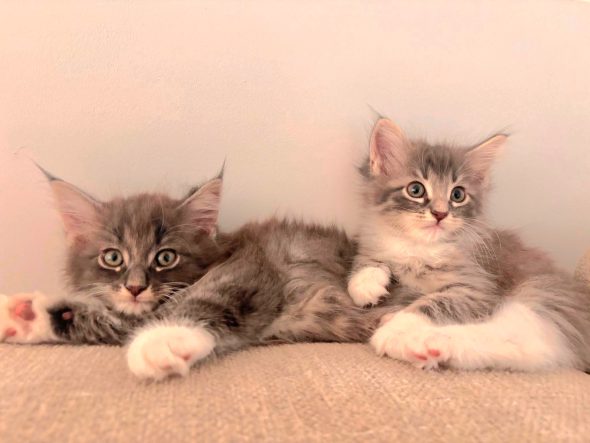Image de la portée de chaton de l'élévage ARCHE DE L&rsquo;ESPOIR (EX DES YEUX D&rsquo;EMERAUDE)