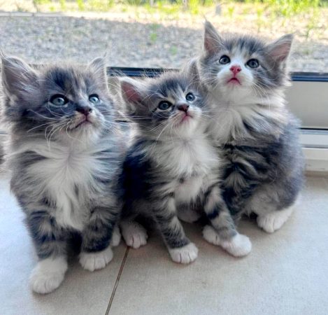 Image de la portée de chaton de l'élévage ARCHE DE L&rsquo;ESPOIR (EX DES YEUX D&rsquo;EMERAUDE)