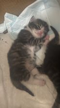Chatons de race Chat des forêts norvégiennes à vendre chez l'éleveur ELEVAGE DES FELINS D&rsquo;ODIN