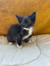 Chatons de race Chat des forêts norvégiennes à vendre chez l'éleveur CHATTERIE DE FIRE&rsquo;SKOGKATT