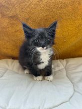 Chatons de race Chat des forêts norvégiennes à vendre chez l'éleveur CHATTERIE DE FIRE&rsquo;SKOGKATT
