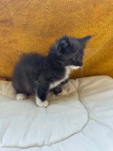 Chatons de race Chat des forêts norvégiennes à vendre chez l'éleveur CHATTERIE DE FIRE&rsquo;SKOGKATT