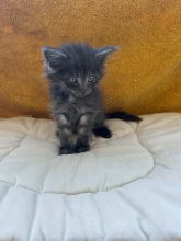Chatons de race Chat des forêts norvégiennes à vendre chez l'éleveur CHATTERIE DE FIRE&rsquo;SKOGKATT