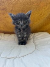 Chatons de race Chat des forêts norvégiennes à vendre chez l'éleveur CHATTERIE DE FIRE&rsquo;SKOGKATT