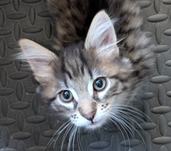 Chatons de race Chat des forêts norvégiennes à vendre chez l'éleveur LAGUZ