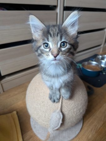 Image de la portée de chaton de l'élévage LAGUZ