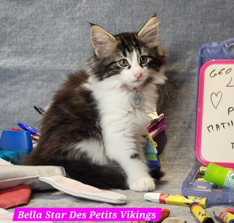 Image de la portée de chaton de l'élévage Des Petits Vikings