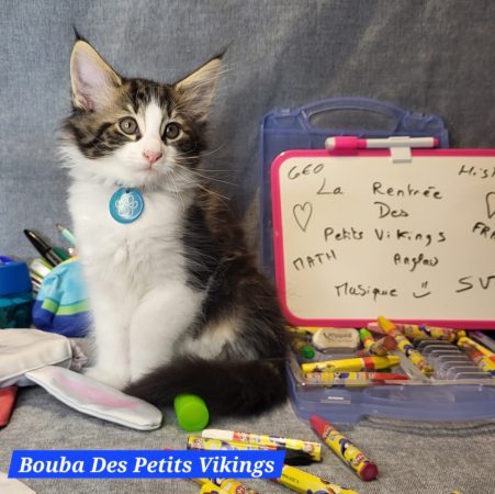 Image de la portée de chaton de l'élévage Des Petits Vikings