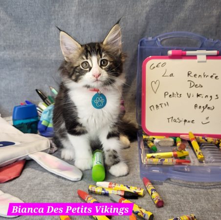 Image de la portée de chaton de l'élévage Des Petits Vikings