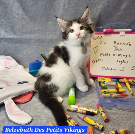 Image de la portée de chaton de l'élévage Des Petits Vikings