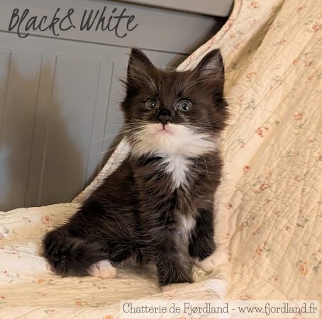 Image de la portée de chaton de l'élévage CHATTERIE DE FJORDLAND