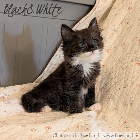 Image de la portée de chaton de l'élévage CHATTERIE DE FJORDLAND