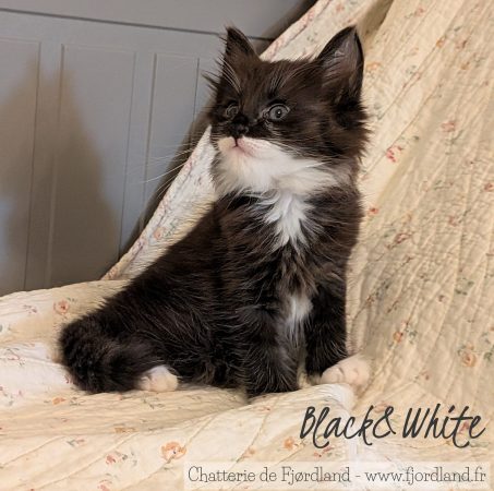 Image de la portée de chaton de l'élévage CHATTERIE DE FJORDLAND