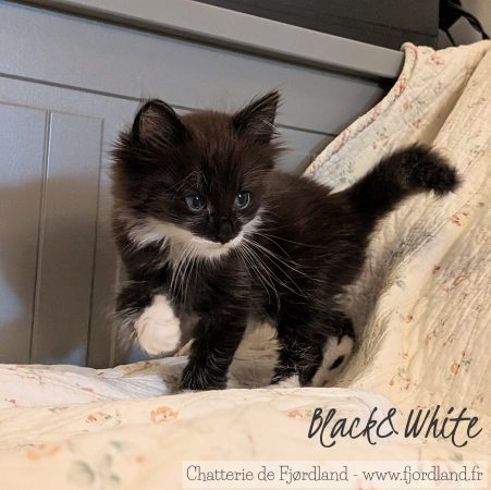 Image de la portée de chaton de l'élévage CHATTERIE DE FJORDLAND