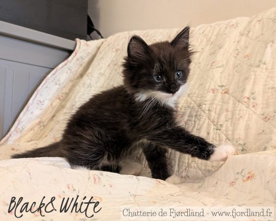Image de la portée de chaton de l'élévage CHATTERIE DE FJORDLAND