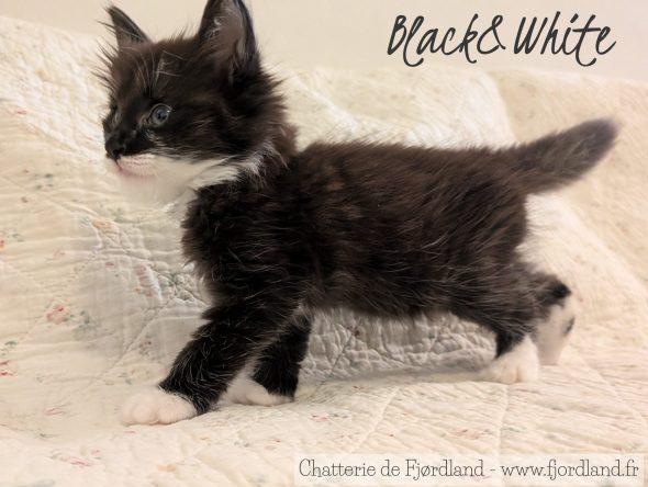 Image de la portée de chaton de l'élévage CHATTERIE DE FJORDLAND