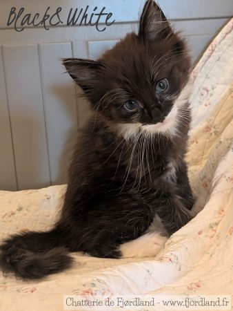 Image de la portée de chaton de l'élévage CHATTERIE DE FJORDLAND