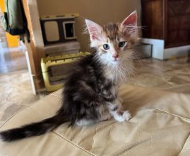 Chatons de race Chat des forêts norvégiennes à vendre chez l'éleveur CHATTERIE DE FIRE&rsquo;SKOGKATT