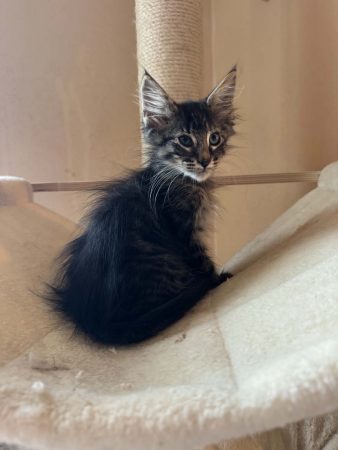 Image de la portée de chaton de l'élévage CHATTERIE DE FIRE&rsquo;SKOGKATT