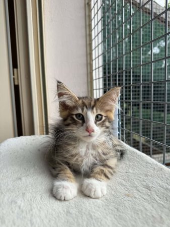 Image de la portée de chaton de l'élévage CHATTERIE DE FIRE&rsquo;SKOGKATT