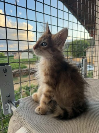 Image de la portée de chaton de l'élévage CHATTERIE DE FIRE&rsquo;SKOGKATT