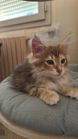 Image de la portée de chaton de l'élévage CHATTERIE DE FIRE&rsquo;SKOGKATT