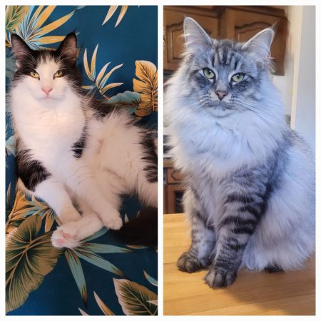 Image de la portée de chaton de l'élévage ARCHE DE L&rsquo;ESPOIR (EX DES YEUX D&rsquo;EMERAUDE)