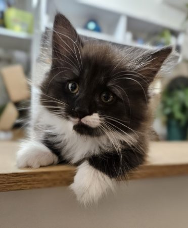 Image de la portée de chaton de l'élévage ARCHE DE L&rsquo;ESPOIR (EX DES YEUX D&rsquo;EMERAUDE)