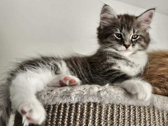 Image de la portée de chaton de l'élévage ARCHE DE L&rsquo;ESPOIR (EX DES YEUX D&rsquo;EMERAUDE)