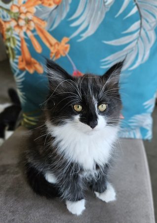 Image de la portée de chaton de l'élévage ARCHE DE L&rsquo;ESPOIR (EX DES YEUX D&rsquo;EMERAUDE)