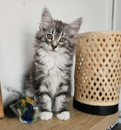 Image de la portée de chaton de l'élévage ARCHE DE L&rsquo;ESPOIR (EX DES YEUX D&rsquo;EMERAUDE)