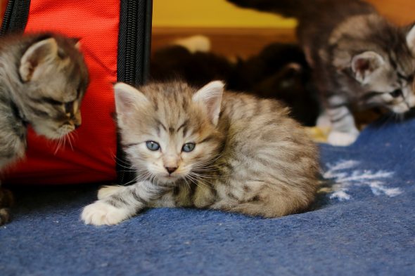 Image de la portée de chaton de l'élévage FRITSCH SYLVIE