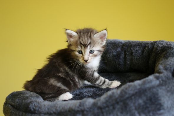 Image de la portée de chaton de l'élévage FRITSCH SYLVIE