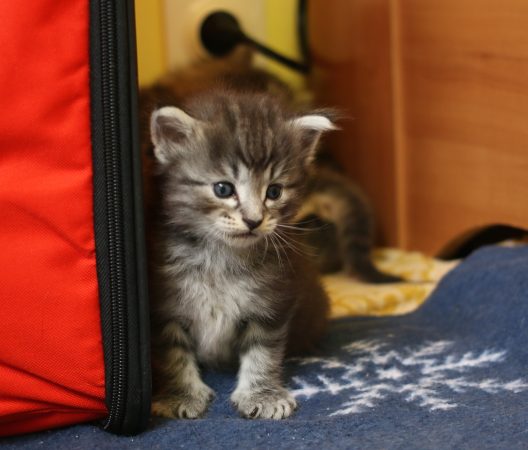 Image de la portée de chaton de l'élévage FRITSCH SYLVIE