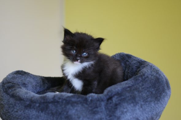Image de la portée de chaton de l'élévage FRITSCH SYLVIE