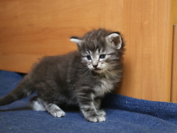 Image de la portée de chaton de l'élévage FRITSCH SYLVIE