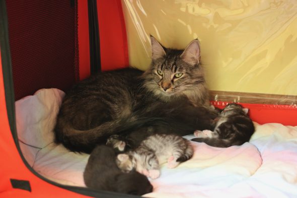 Image de la portée de chaton de l'élévage FRITSCH SYLVIE