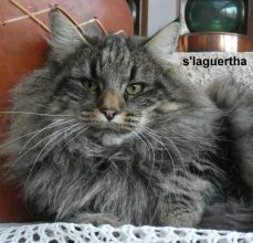 Chatons de race Chat des forêts norvégiennes à vendre chez l'éleveur ELEVAGE DES FELINS D&rsquo;ODIN