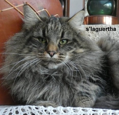 Image de la portée de chaton de l'élévage ELEVAGE DES FELINS D&rsquo;ODIN