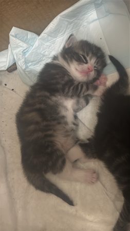Image de la portée de chaton de l'élévage ELEVAGE DES FELINS D&rsquo;ODIN