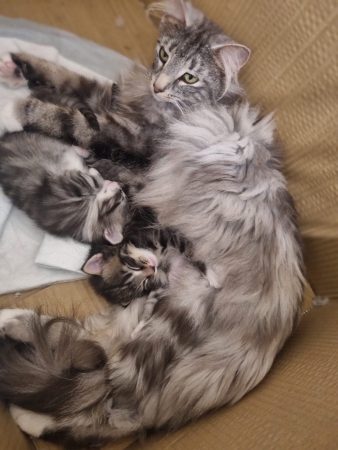 Image de la portée de chaton de l'élévage ELEVAGE DES FELINS D&rsquo;ODIN