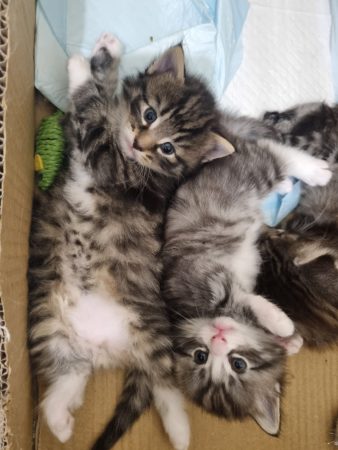 Image de la portée de chaton de l'élévage ELEVAGE DES FELINS D&rsquo;ODIN
