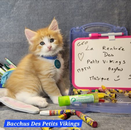 Image de la portée de chaton de l'élévage Des Petits Vikings