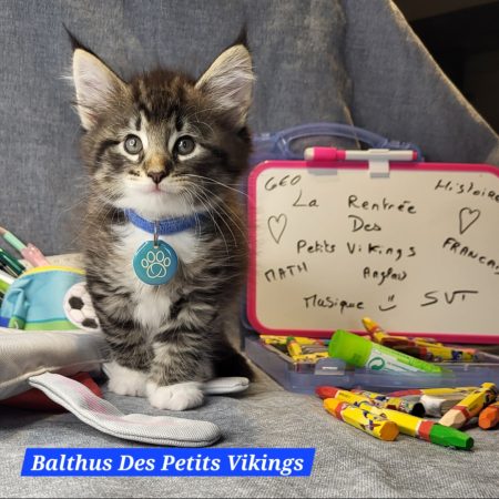 Image de la portée de chaton de l'élévage Des Petits Vikings